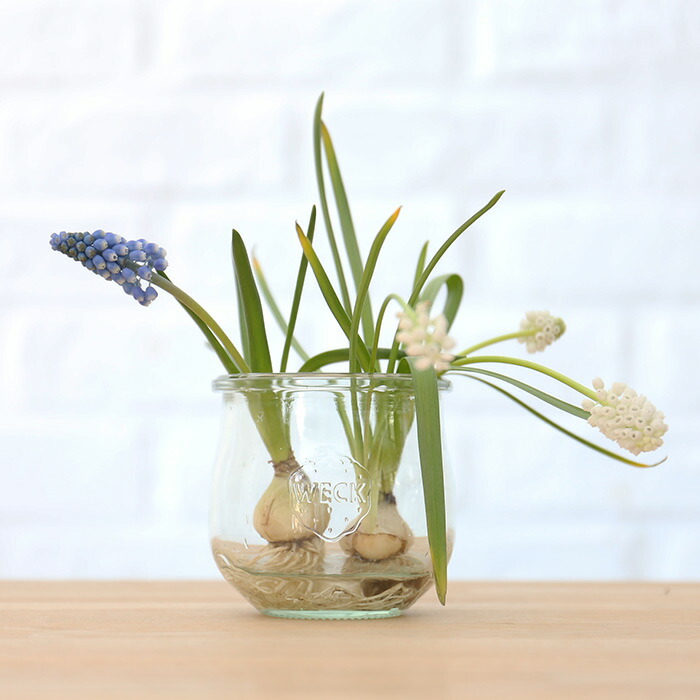 ウェック　ギフトボックス　（チューリップシェイプ　370ml　2個セット）　/　WECK